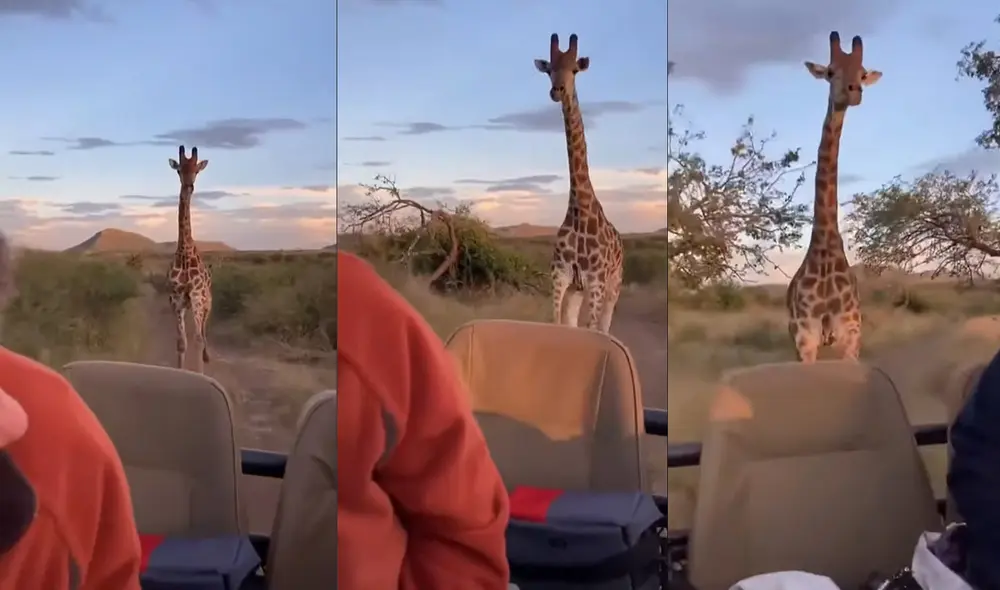 La jirafa fue la sensación de un parque nacional en Sudáfrica. Foto: captura de YouTube