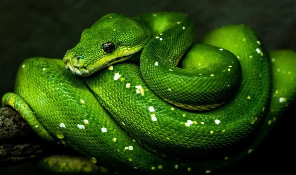 Los autores del estudio afirman que el evento de extinción masiva permitió que las serpientes se extendieran por todo el planeta. Foto: difusión