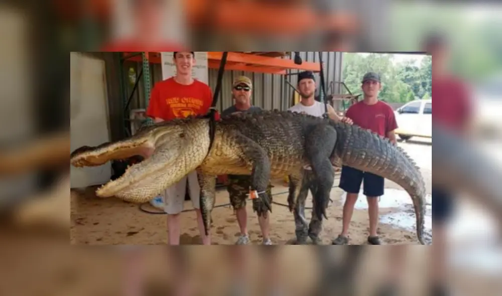 Shane Smith, Jordan Hackl, y Todd y Landon Hollingsworth sostienen al cocodrilo de cuatro metros de largo. Foto: Facebook Red Antler Shane Smith, Jordan Hackl, y Todd y Landon Hollingsworth sostienen al cocodrilo de cuatro metros de largo. Foto: Facebook Red Antler