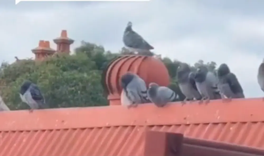 La paloma giraba sin ninguna preocupación sobre el extractor de humo. Foto: captura de TikTok