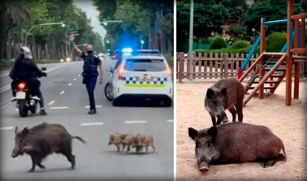 Los jabalíes que recorren las calles de Barcelona proceden de la sierra de Collserola. Foto: composición/Mané Espinoza Los jabalíes que recorren las calles de Barcelona proceden de la sierra de Collserola. Foto: composición/Mané Espinoza