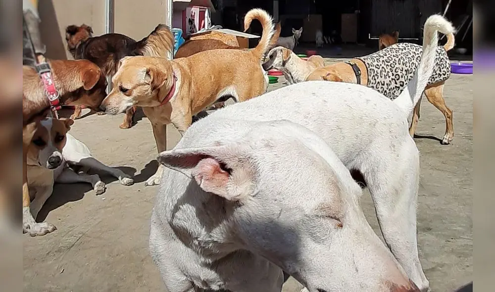 Ambos albergues acogen a más de 90 perros y 40 gatos. Foto: Alfa Animal