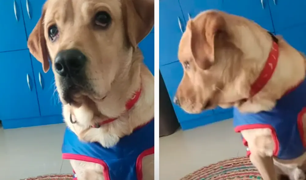 El video viral ha sido compartido en la página Master Milo Labrador. Foto: captura de Facebook