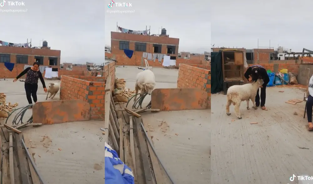 Tierna ovejita juega con sus dueños en el techo de su casa. Foto: captura de TikTok