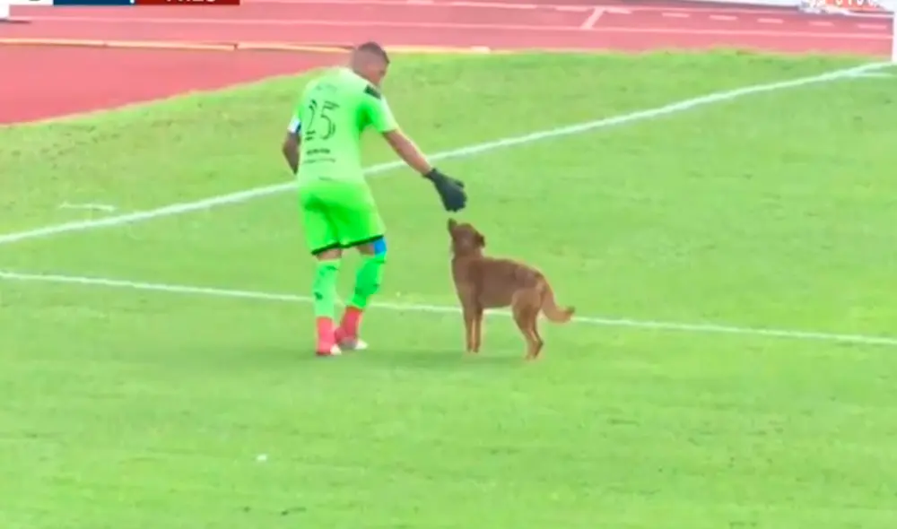 Perro interrumpió clásico hondureño y mordió a arquero. Foto: captura TDTV Perro interrumpió clásico hondureño y mordió a arquero. Foto: captura TDTV