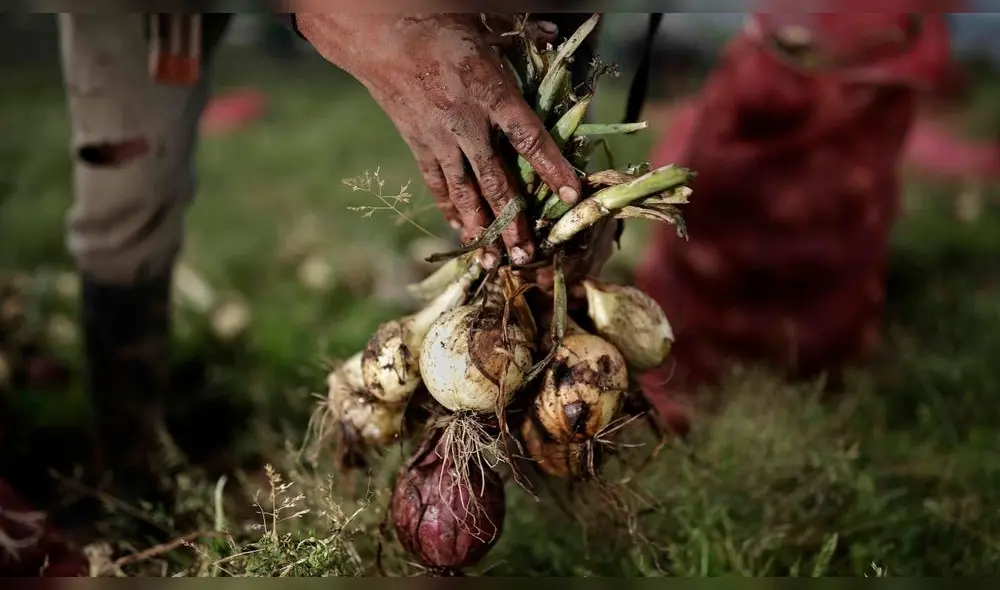 El Grupo de Trabajo Sectorial tiene un plazo de vigencia de quince días calendario, contado a partir del día calendario siguiente de su instalación. Foto: Jeffrey Arguedas/EFE El Grupo de Trabajo Sectorial tiene un plazo de vigencia de quince días calendario, contado a partir del día calendario siguiente de su instalación. Foto: Jeffrey Arguedas/EFE