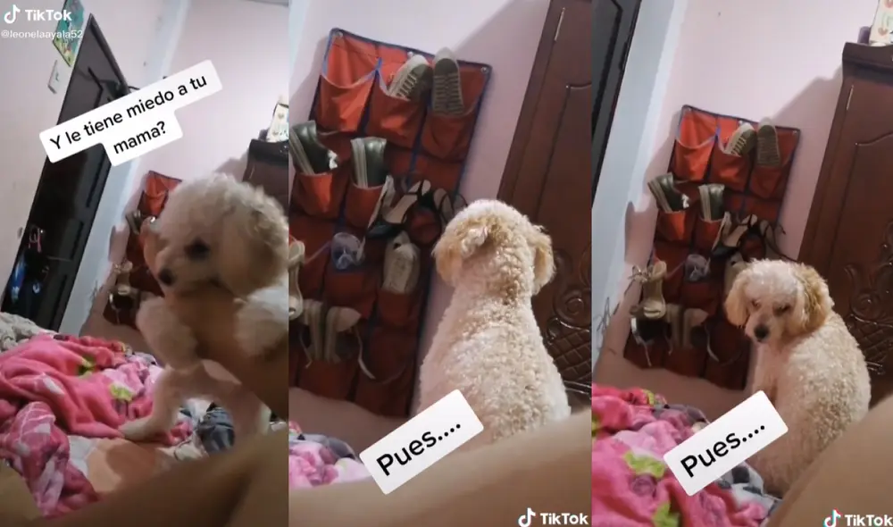 Perrita finge no molestar a su dueña y escena causa la risa de los cibernautas. Foto: captura de TikTok