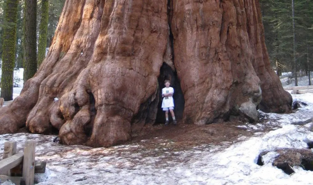 El árbol General Sherman es el más grande del mundo por volumen. Según el Servicio de Parques Nacionales, tiene 52.508 pies cúbicos. Foto: Wikipedia