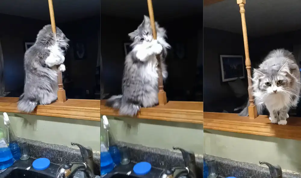 Algunos cibernautas quedaron cautivados con los colores de pelo del cautivador gato. Foto: captura de YouTube Algunos cibernautas quedaron cautivados con los colores de pelo del cautivador gato. Foto: captura de YouTube