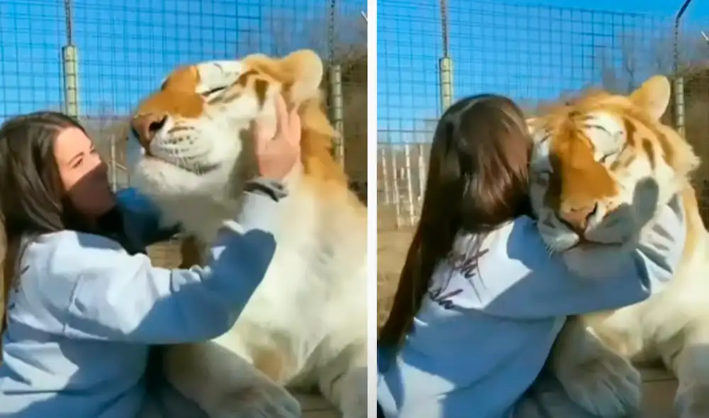 El video viral ha sido compartido en el canal Wildlife Viral. Foto: captura de YouTube