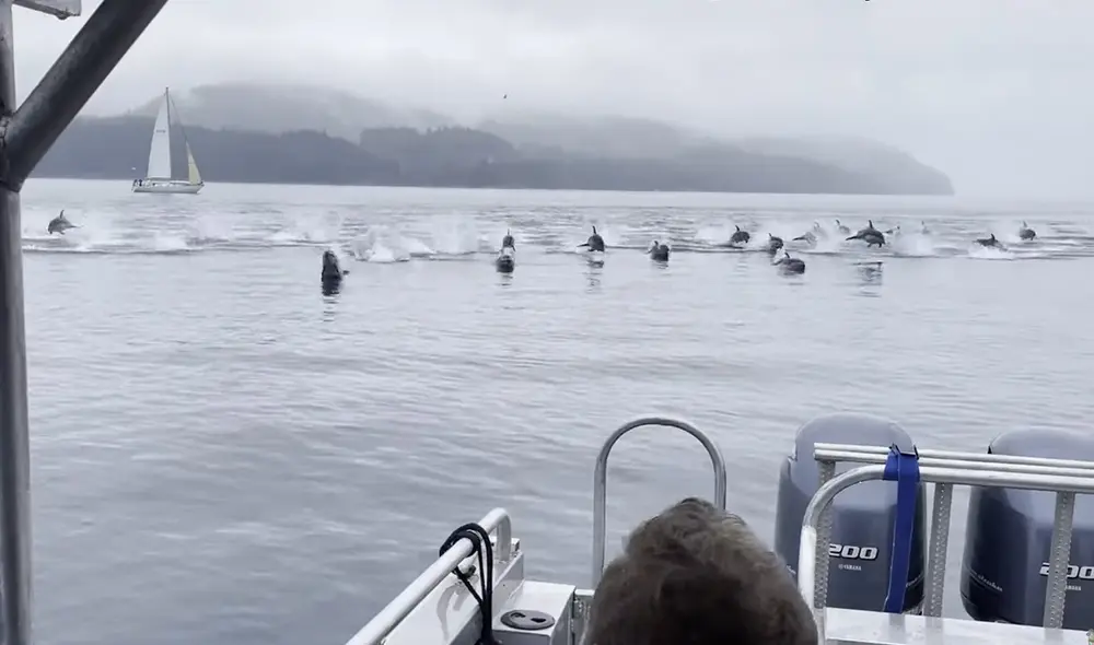 Se vivió un mágico momento al ver delfines de cara blanca del Pacífico. Foto: captura de YouTube