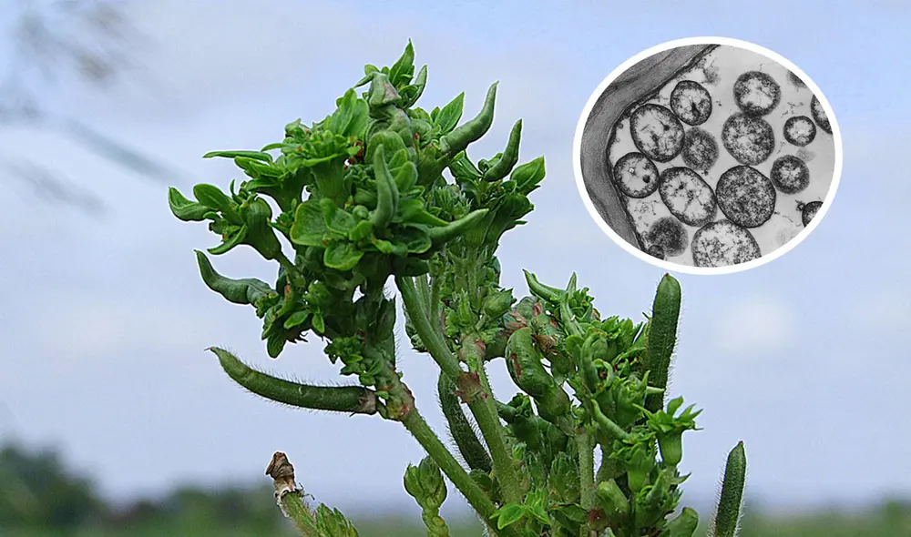 Vainas pequeñas, malformadas y sin capacidad de madurar a causa de la bacteria fitoplasma. Foto: composición