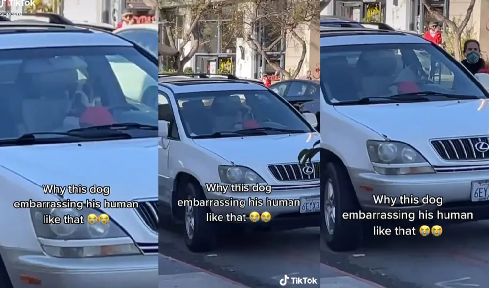 El divertido perrito tuvo la idea de llamar a su dueña con el sonido del claxon de un carro. Foto: captura de TikTok