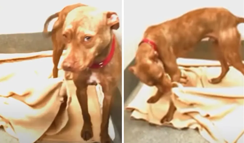 Miles de usuarios quedaron cautivados con la conducta del animal. Foto: captura de YouTube