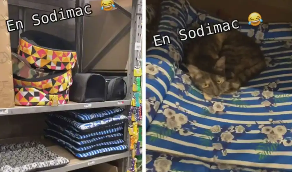 Miles de usuarios quedaron cautivados al ver estas imágenes. Foto: captura de TikTok Miles de usuarios quedaron cautivados al ver estas imágenes. Foto: captura de TikTok