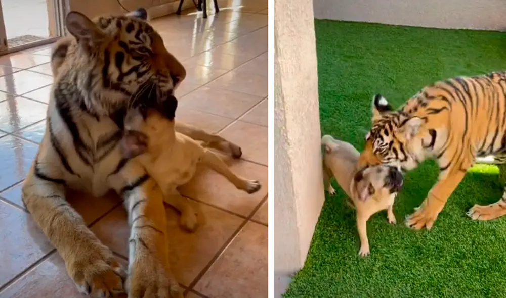 El video viral ha emocionado a miles de usuarios de la plataforma. Foto: captura de TikTok El video viral ha emocionado a miles de usuarios de la plataforma. Foto: captura de TikTok