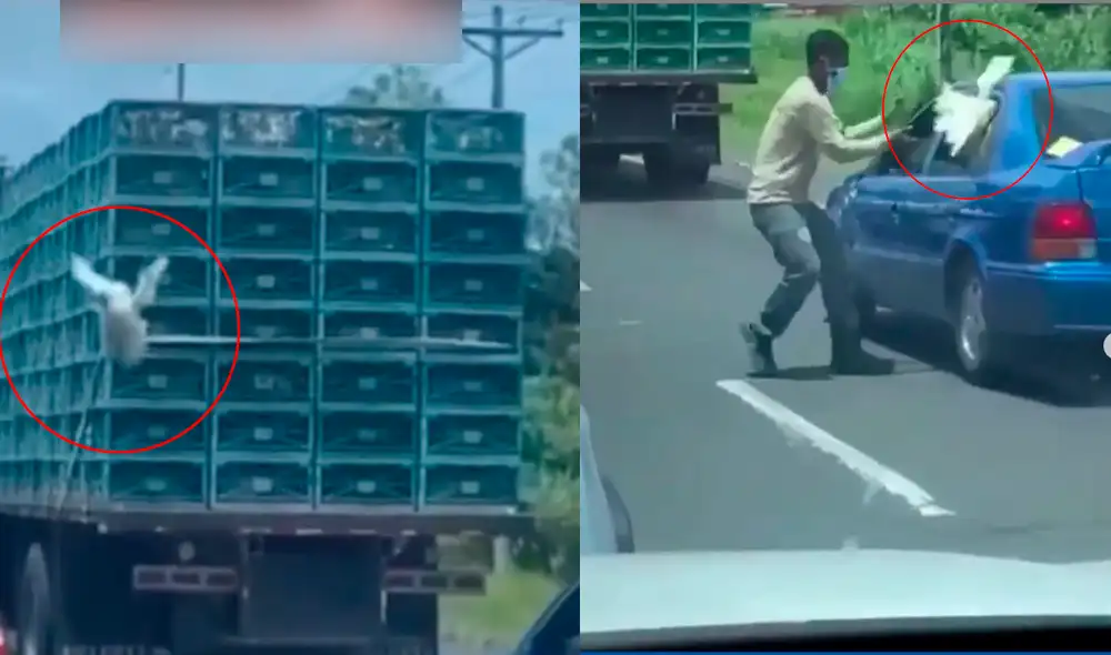 La gallina saltó del camión, un hombre la capturó y la metió en su auto. Foto: captura de TikTok