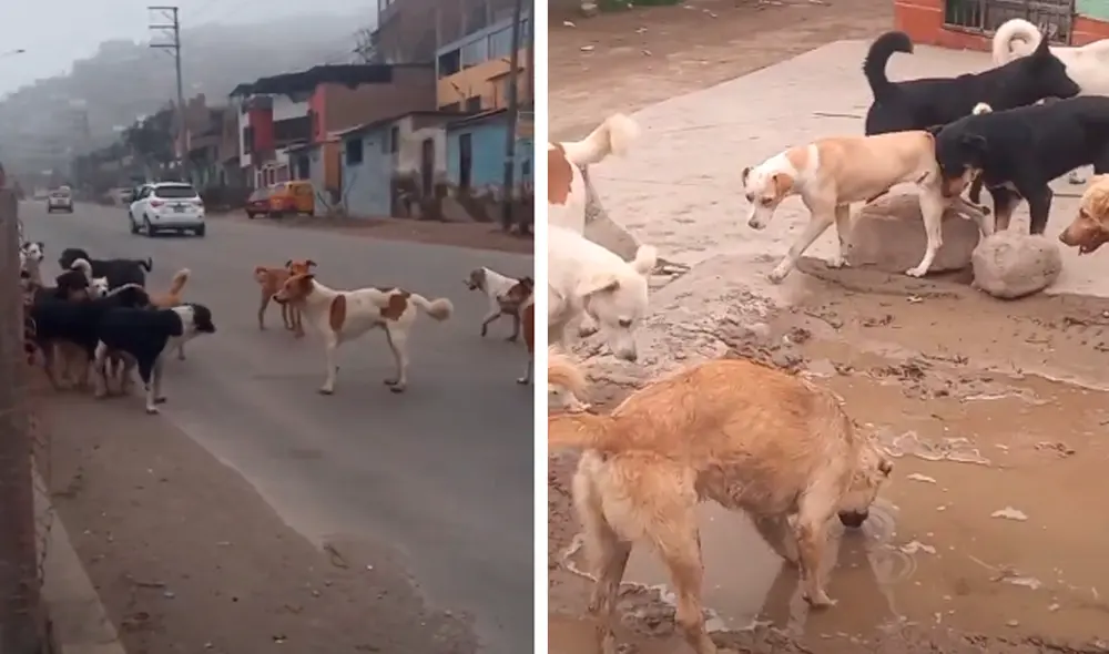El video viral ha causado gran sensación en las redes sociales. Foto: captura de TikTok