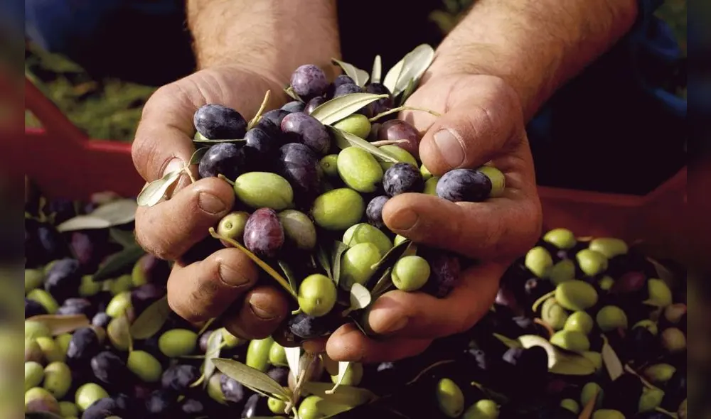 Tacna concentró el 94% de los envíos totales de orégano y 66% de aceituna. Foto: difusión