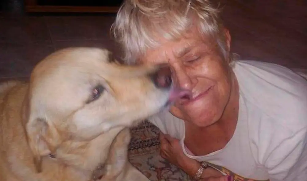 El perro fue operado y su dueña tuvo que recibir puntos de sutura por las dentelladas del caimán. Foto: Suzan Marciano El perro fue operado y su dueña tuvo que recibir puntos de sutura por las dentelladas del caimán. Foto: Suzan Marciano