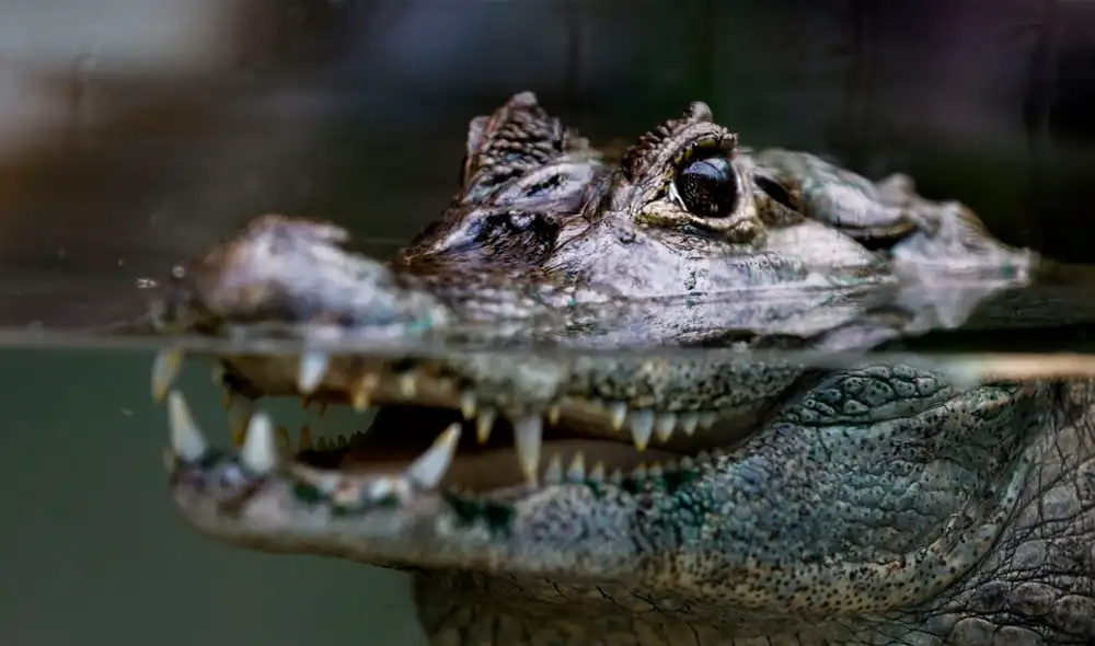 Los caimanes están en el quinto puesto de la clasificación de animales salvajes que más muertes humanas han causado en Estados Unidos en los últimos 50 años. Foto: EFE