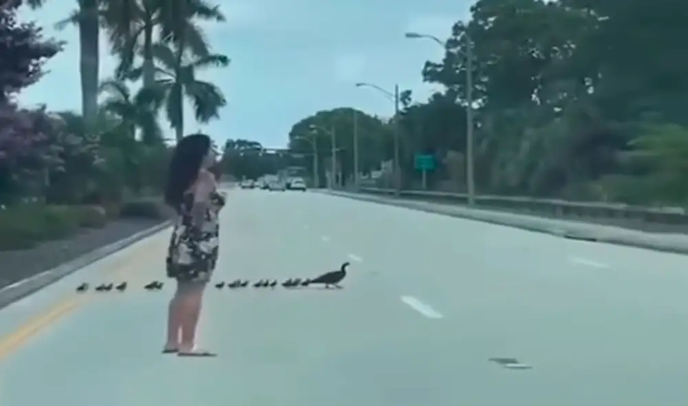 Una mujer detuvo su paseo para salvar a unos animales que querían llegar al otro lado de la vía; sin embargo, corrían peligro de ser atropellados por los vehículos. Foto: captura de YouTube