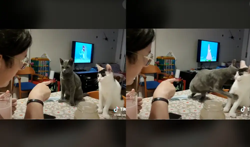 Los felinos escuchaban atentamente a su dueña antes de pelear otra vez. Foto: captura de TikTok