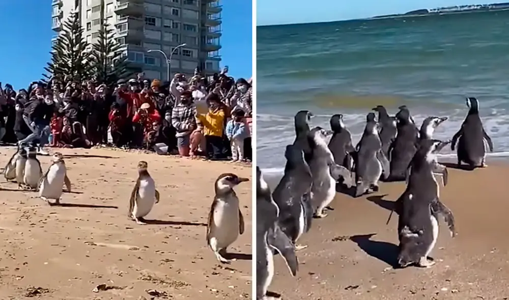 Habitantes y turistas acudieron a una playa para ser testigos de un conmovedor espectáculo protagonizado por unos 23 pingüinos magallánicos. Foto: captura de YouTube