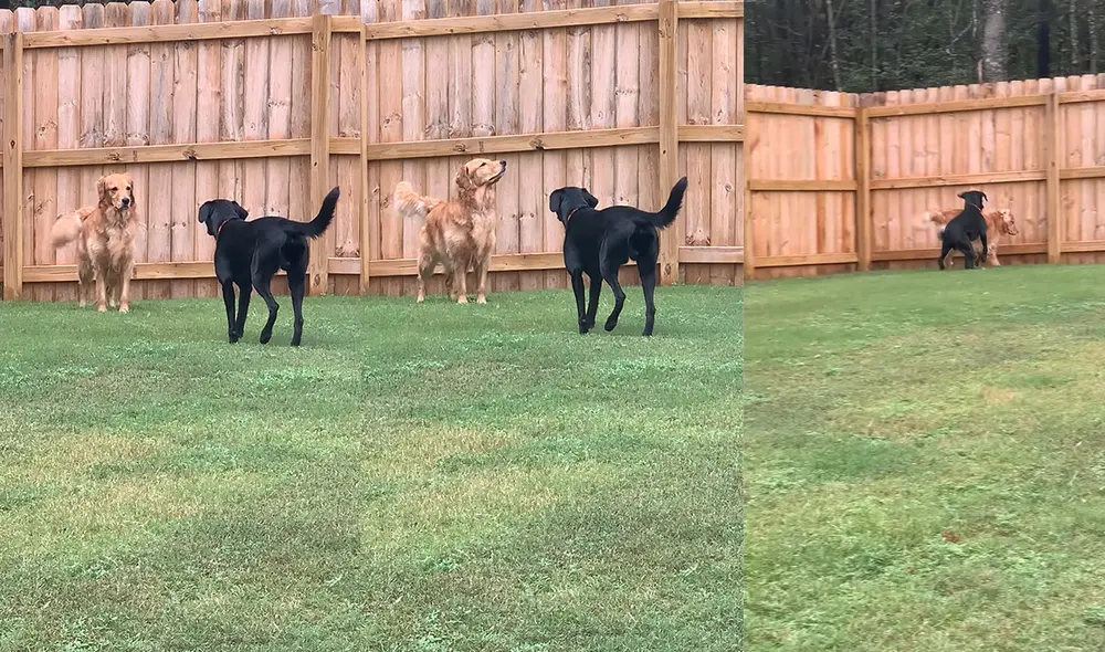 Al hacer contacto visual, ambos animales corren raudamente. Foto: captura de YouTube