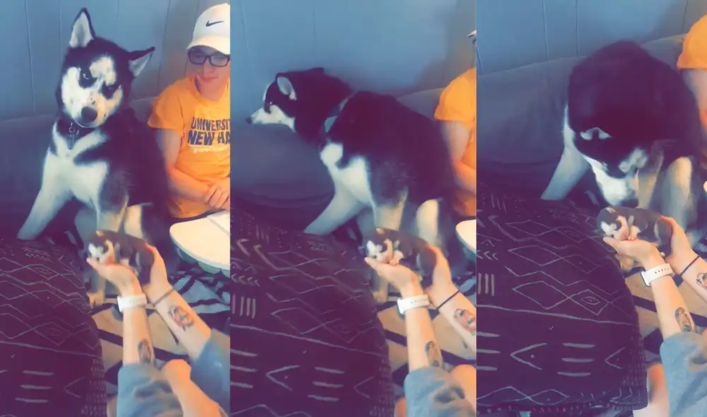 Este acontecimiento se registró en una casa de Whitehall, Nueva York, EE. UU. Foto: captura de YouTube Este acontecimiento se registró en una casa de Whitehall, Nueva York, EE. UU. Foto: captura de YouTube