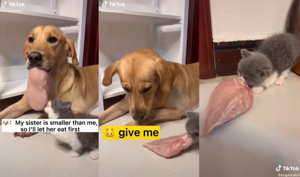 Gatito se quedó con la presa de pollo para no compartirlo con el golden retriever. Foto: captura de TikTok Gatito se quedó con la presa de pollo para no compartirlo con el golden retriever. Foto: captura de TikTok
