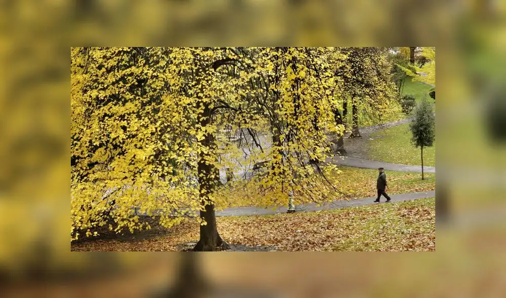 El equinoccio de otoño se reconoce por la caída de las hojas y la migración de las aves. Foto: Alfredo Aldai / EFE