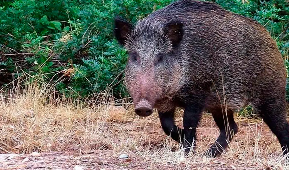 La caza de jabalís es permitida en algunos países debido a que se trata de una especie de rápida reproducción y considerada una plaga. Foto: EFE La caza de jabalís es permitida en algunos países debido a que se trata de una especie de rápida reproducción y considerada una plaga. Foto: EFE