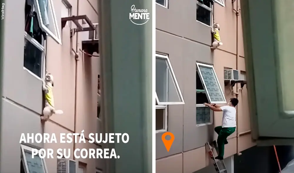 El perrito estaba colgado de su collar y cualquier movimiento podría causarle la muerte. Foto: captura de Facebook