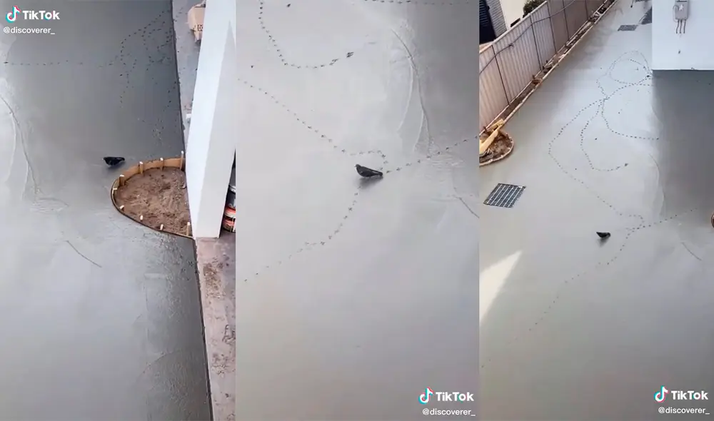 El ave provocó las risas de los trabajadores de la obra. Foto: captura de TikTok El ave provocó las risas de los trabajadores de la obra. Foto: captura de TikTok
