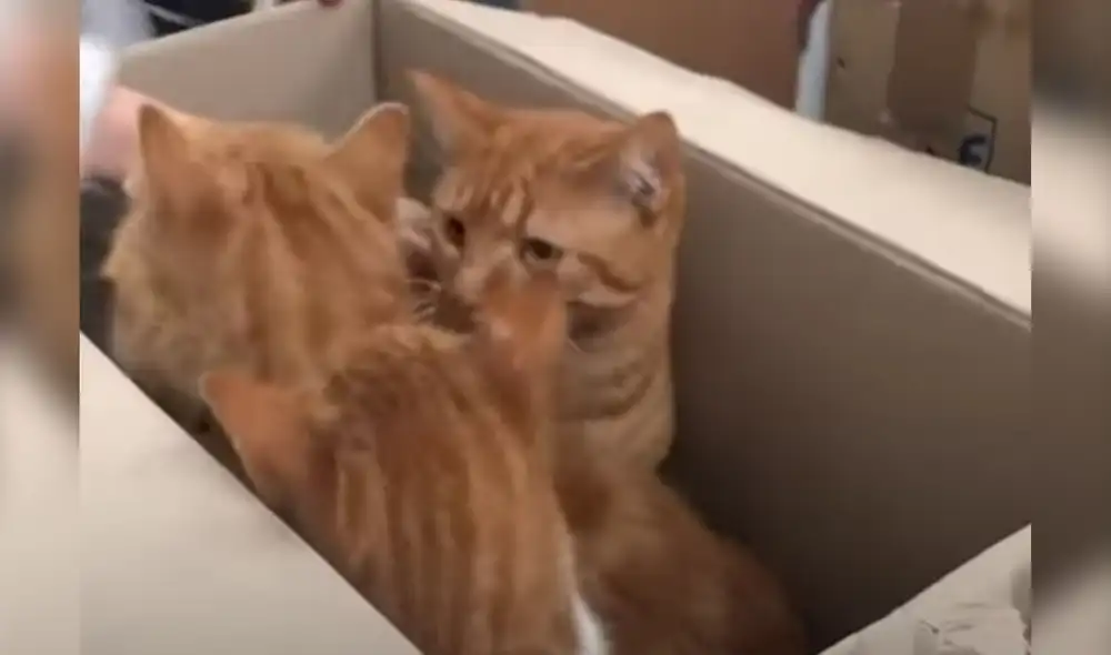 El video viral ha sido compartido en el canal El Dodo. Foto: captura de YouTube