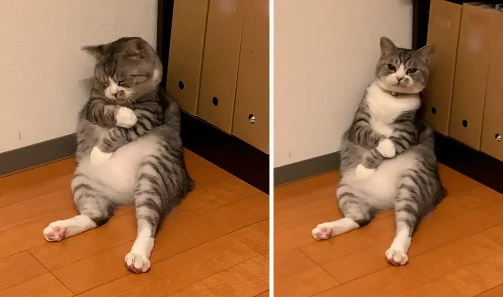 La posición en la que se quedó dormido el gatito se convirtió rápidamente en viral en redes. Foto: captura de Facebook La posición en la que se quedó dormido el gatito se convirtió rápidamente en viral en redes. Foto: captura de Facebook