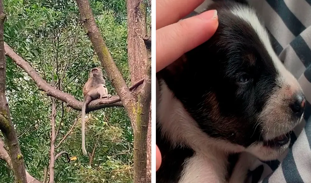 El Gobierno de Malasia recibe un promedio de 3.800 quejas sobre travesuras o ataques de monos en todo el país cada año. Foto: captura de Facebook/Cherry Lew Yee Lee