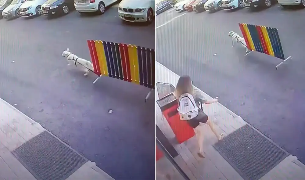 Las cámaras de seguridad captaron el preciso instante en que el travieso perro le jugó la mala pasada a su dueña. Foto: captura de Facebook