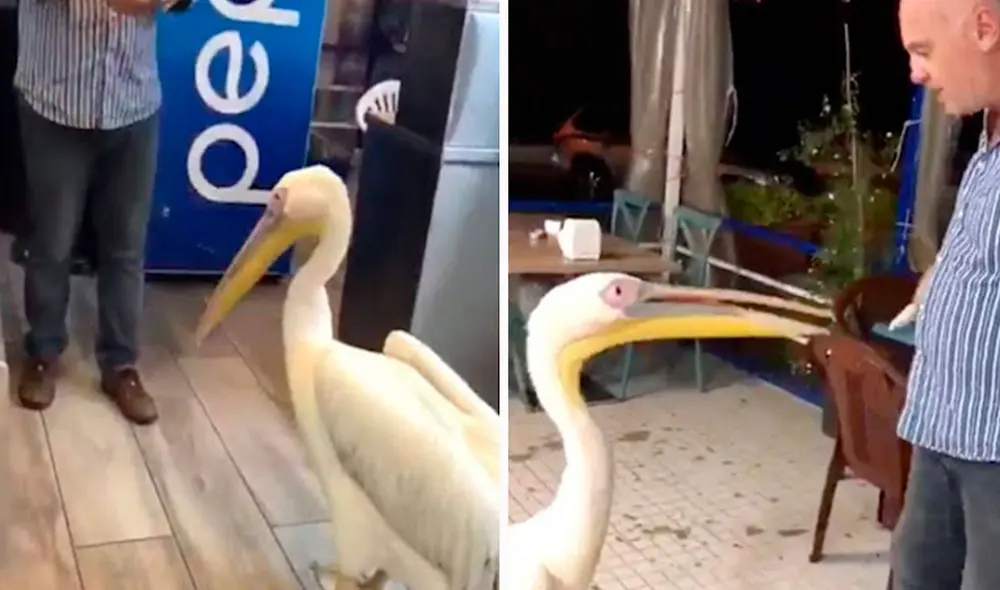 Un joven encontró un pelícano que fue herido cerca de su centro de trabajo, por lo que no dudó en cuidarlo hasta su recuperación y contó con la ayuda de su papá. Foto: captura de Facebook