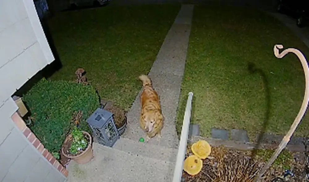 Una cámara de seguridad registró el preciso momento en que el can esperó a su ‘compañera’, ya que quería que jueguen juntos en horas de la noche. Foto: captura de YouTube
