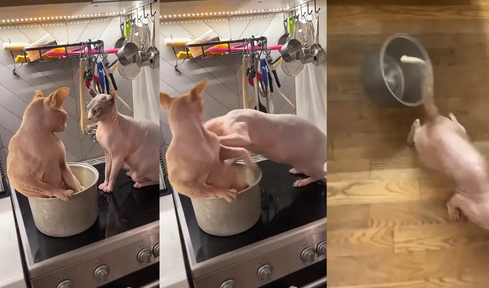 Este peculiar enfrentamiento de gatos ocurrió en Brooklyn, New YorK, USA. Foto: captura de YouTube