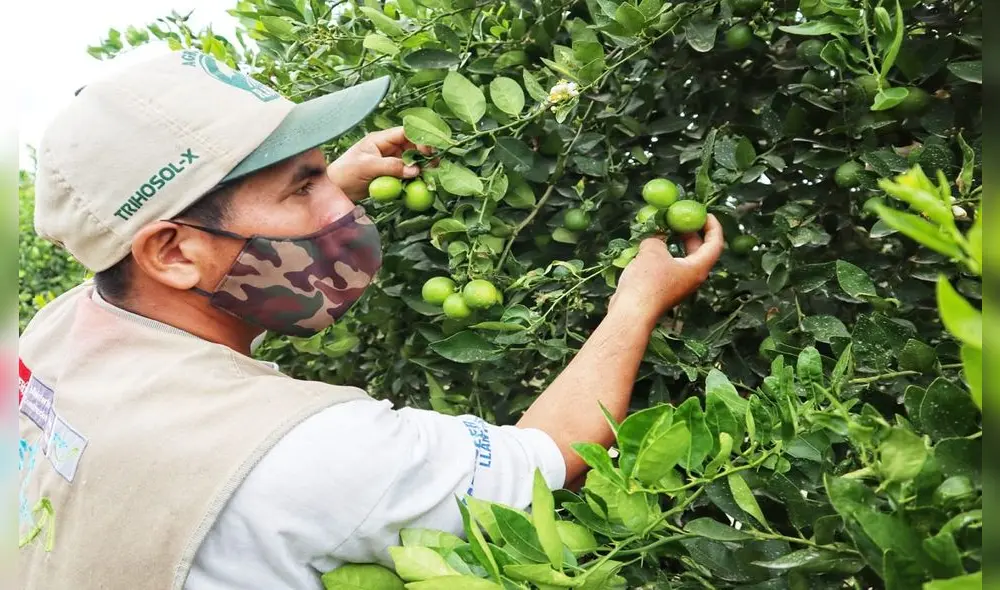 Productores temen presencia de plaga que afectaría producción del limón. Foto: La República. Productores temen presencia de plaga que afectaría producción del limón. Foto: La República.