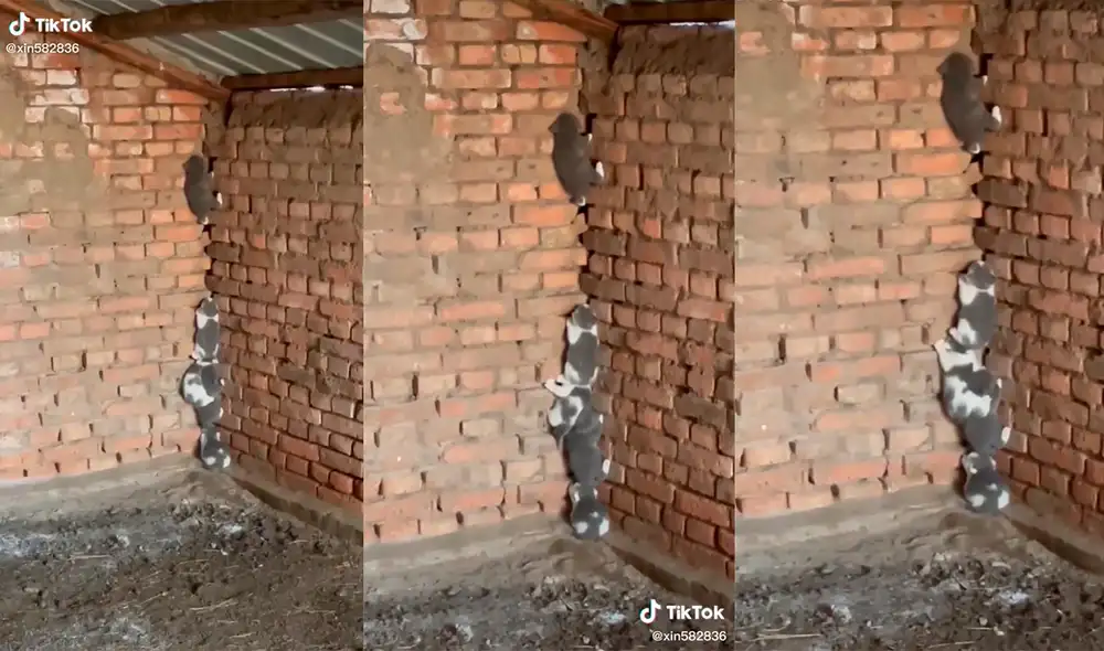 Los animales robaron el corazón de los cibernautas con su singular comportamiento. Foto: captura de TikTok