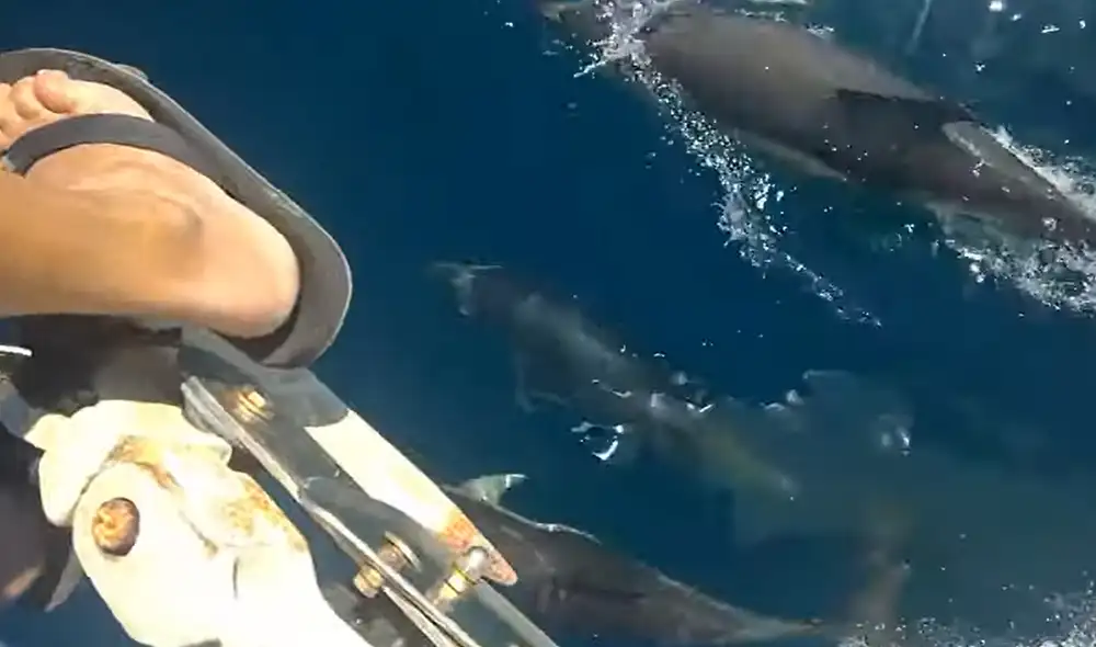Este peculiar hecho ocurrió en una playa de Estados Unidos. Foto: captura de YouTube Este peculiar hecho ocurrió en una playa de Estados Unidos. Foto: captura de YouTube