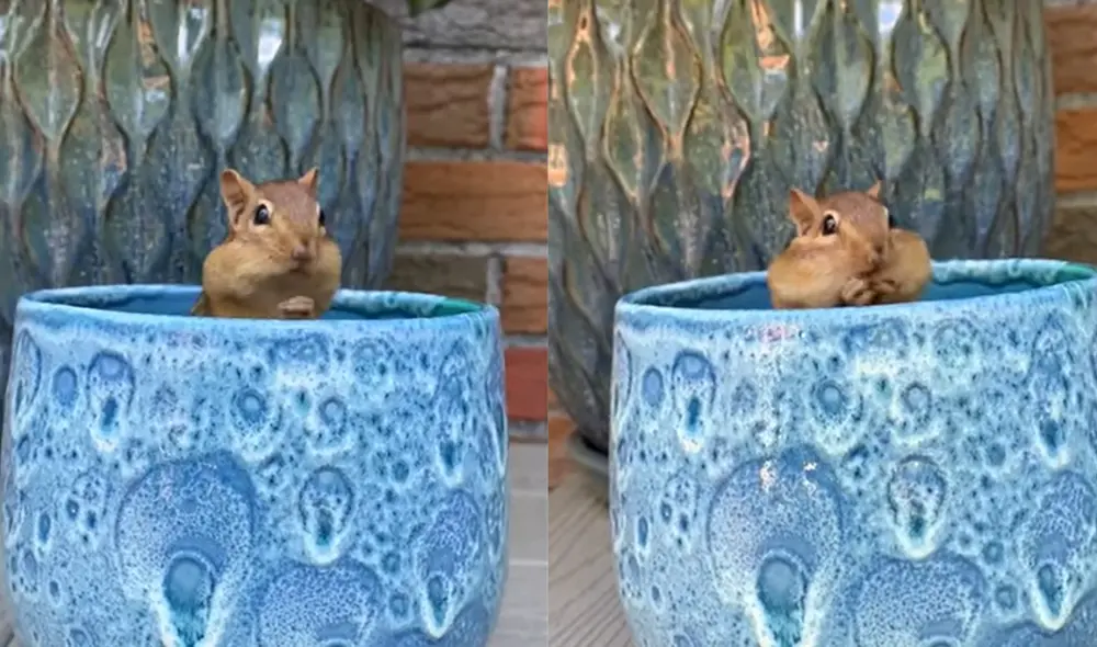 Esto sucedió en Ontario, Canadá. Foto: captura de YouTube