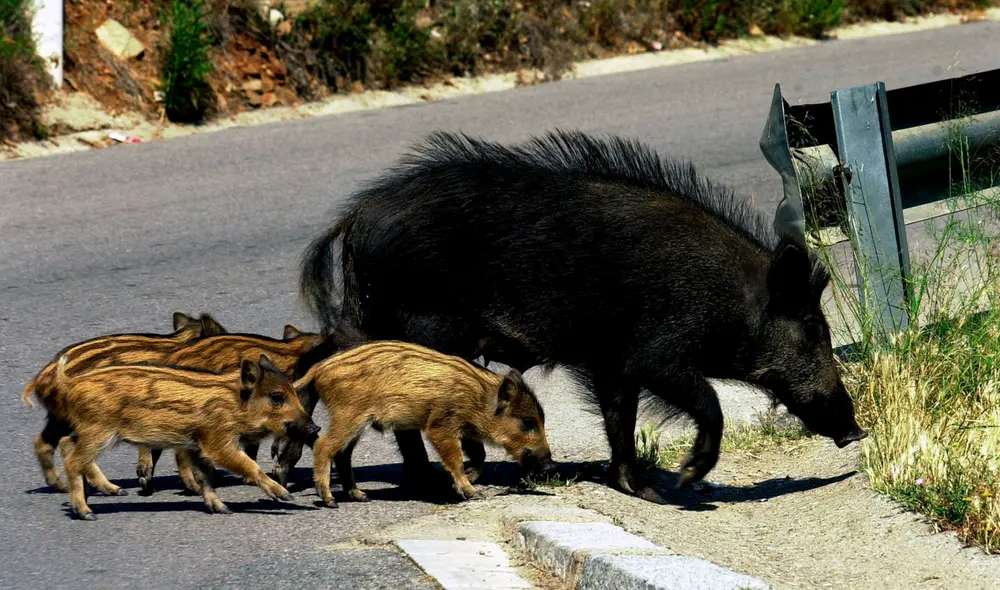 Cada vez es más frecuente observar vídeos donde jabalíes y sus crías invaden la cotidianidad italiana deteniendo el tráfico y atacando a personas. Foto: EFE