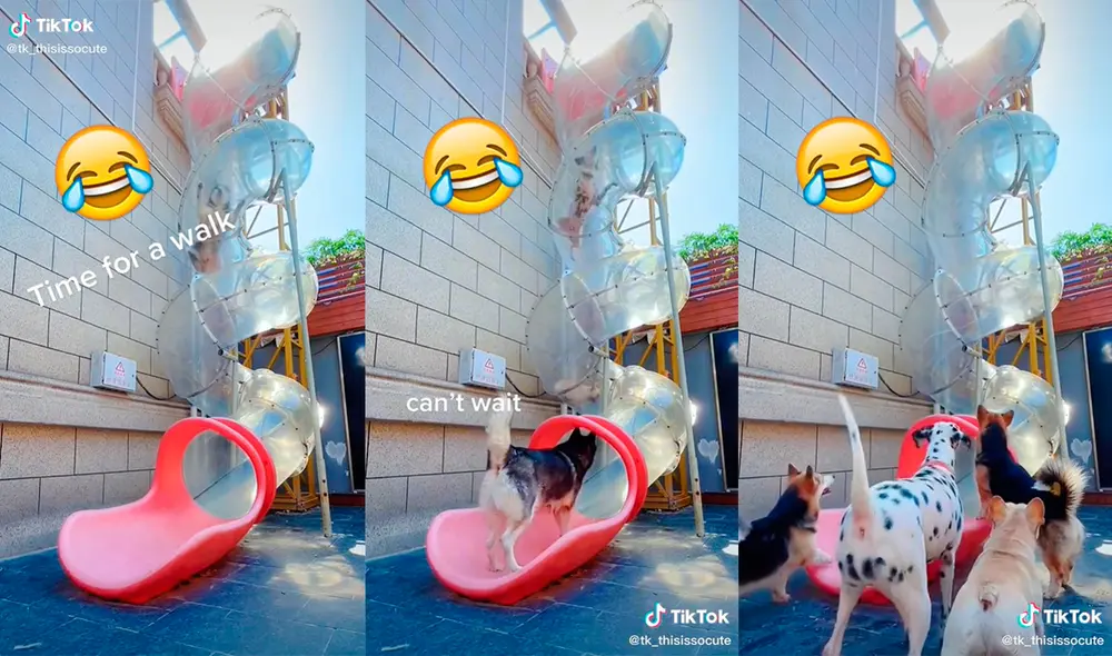 Los animales desarrollaron una sensacional escena para divertirse. Foto: captura de TikTok Los animales desarrollaron una sensacional escena para divertirse. Foto: captura de TikTok