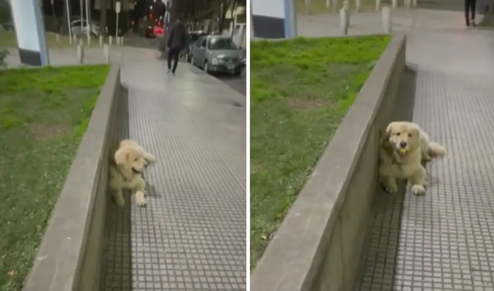 TikTok viral: perrito se niega a acabar su paseo en el parque y hace ...