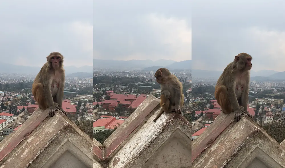 Estos primates pertenecen a la especie de monos macacos. Foto: captura de YouTube Estos primates pertenecen a la especie de monos macacos. Foto: captura de YouTube